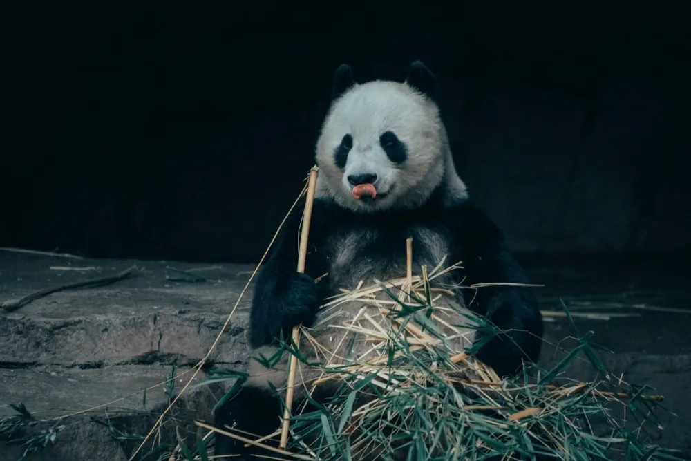 A giant panda eating bamboo at the San Diego Zoo