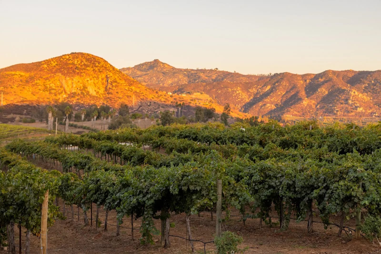 Orfila Vineyards and Winery in San Diego