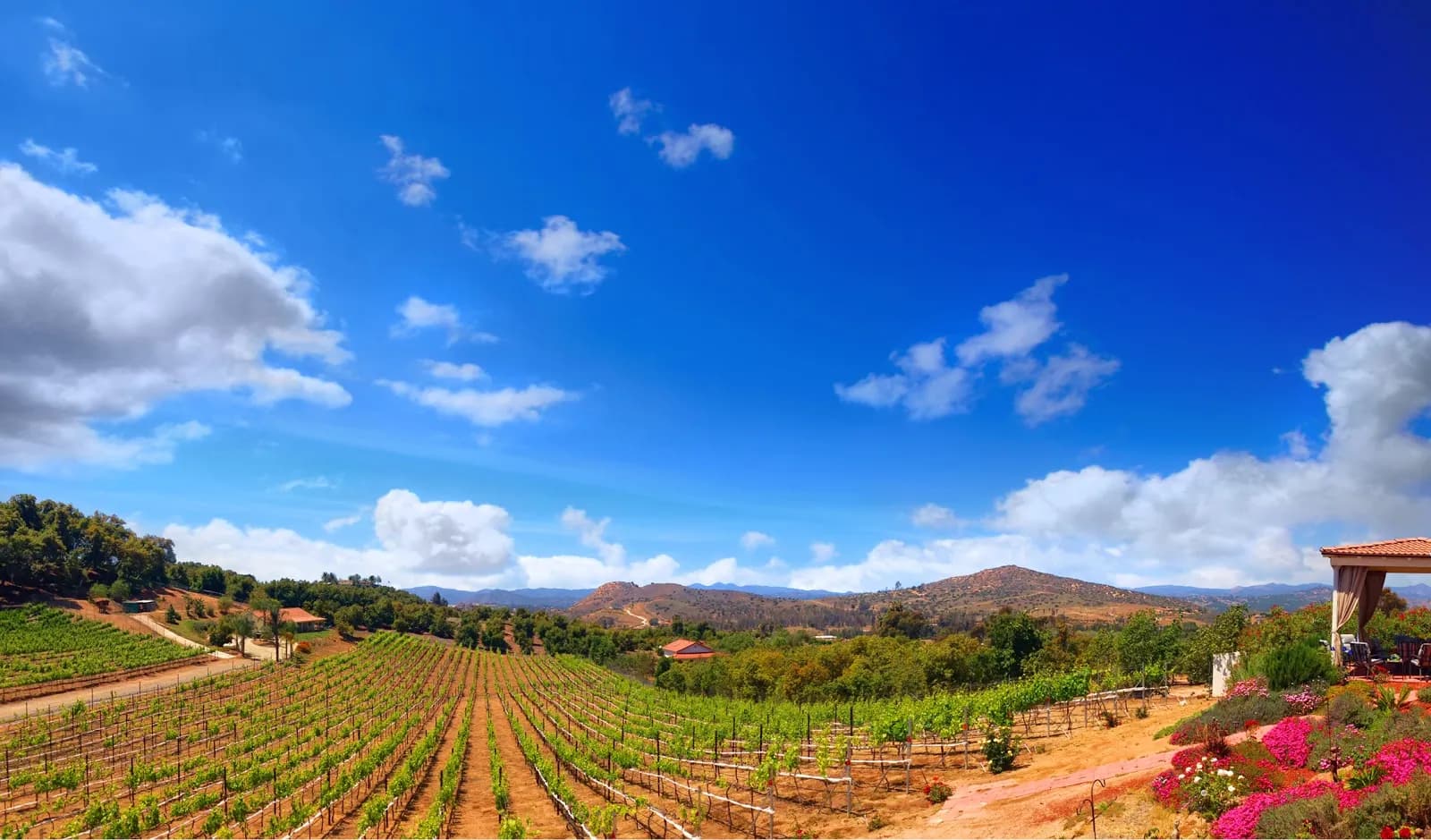 Altipiano Vineyard and Winery, Bars in San Diego