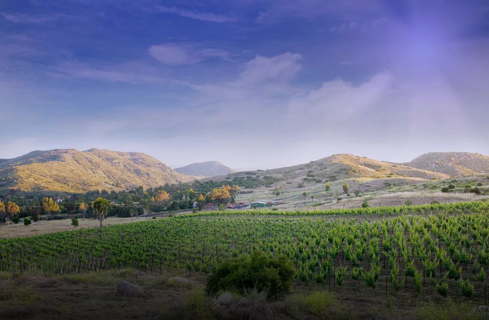 Mia Marie Vineyards, Bars in San Diego